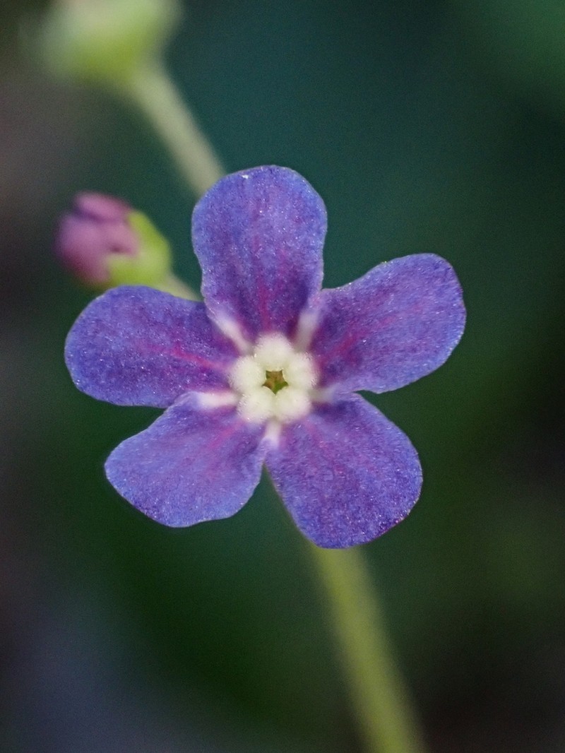 Selkirkia pauciflora