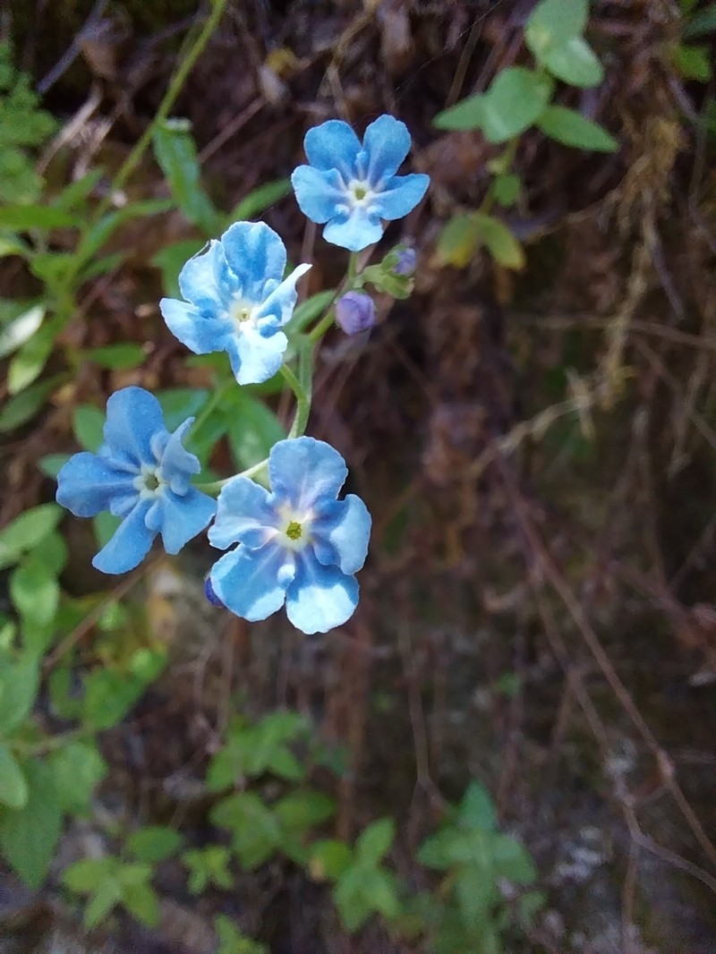 Selkirkia pauciflora photo 2