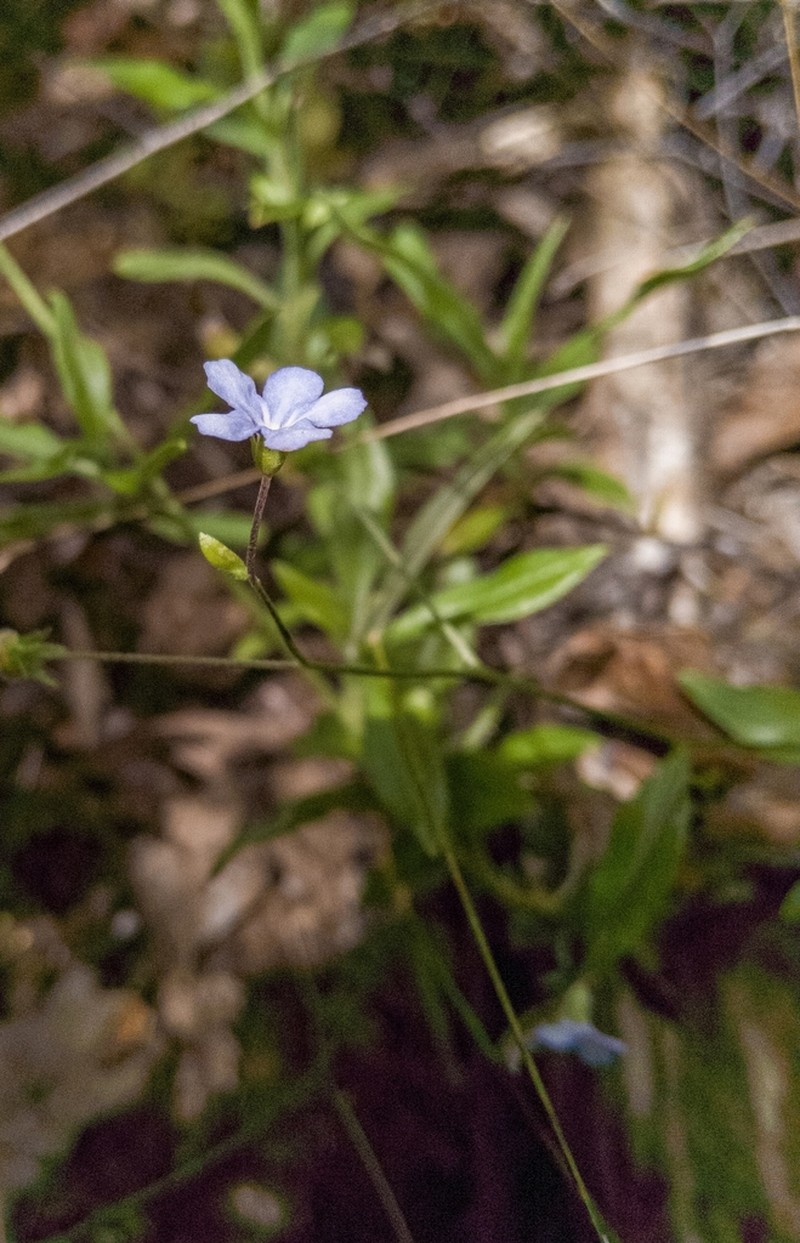 Selkirkia pauciflora photo 4