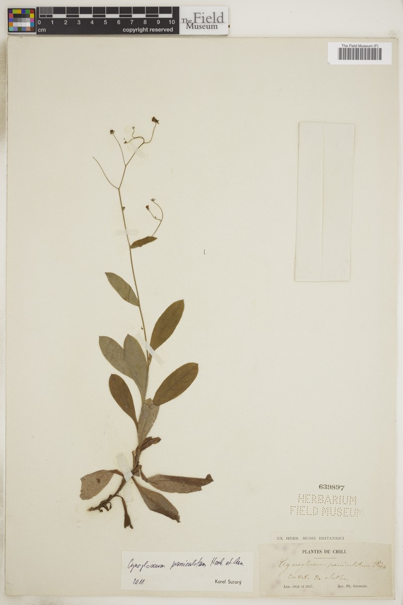 Selkirkia pauciflora photo 8