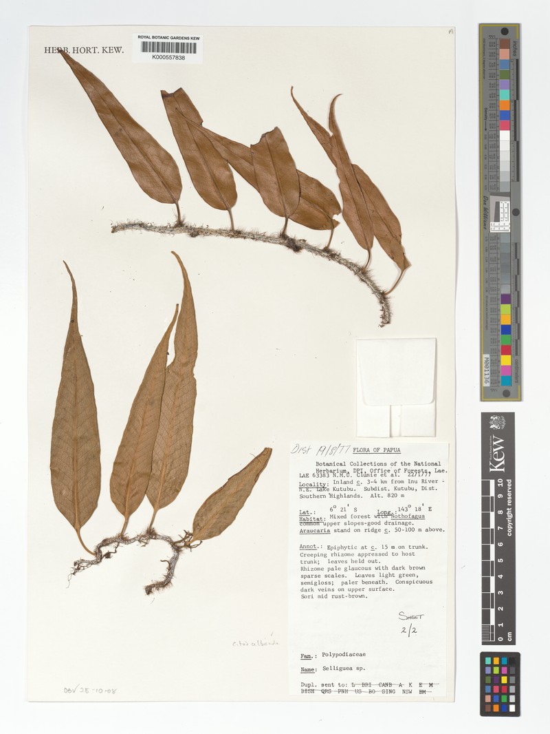 Selliguea albicaula
