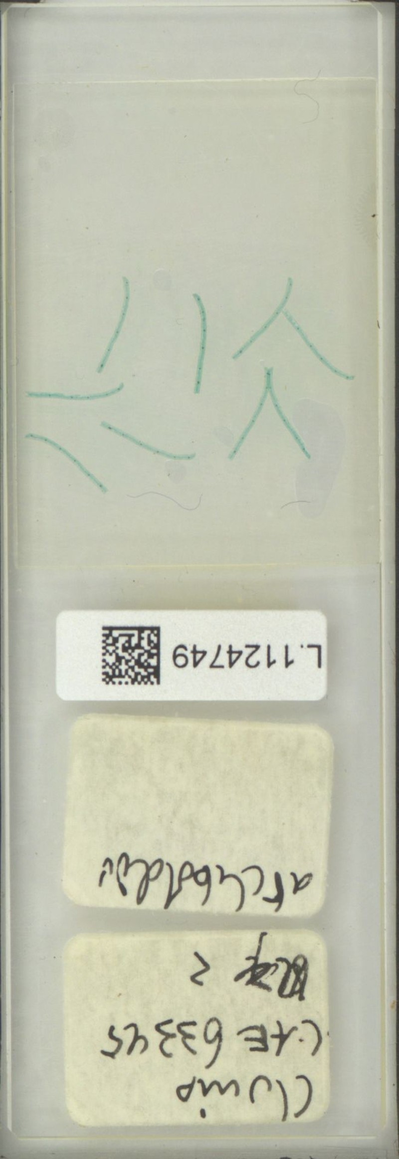 Selliguea albicaula photo 3