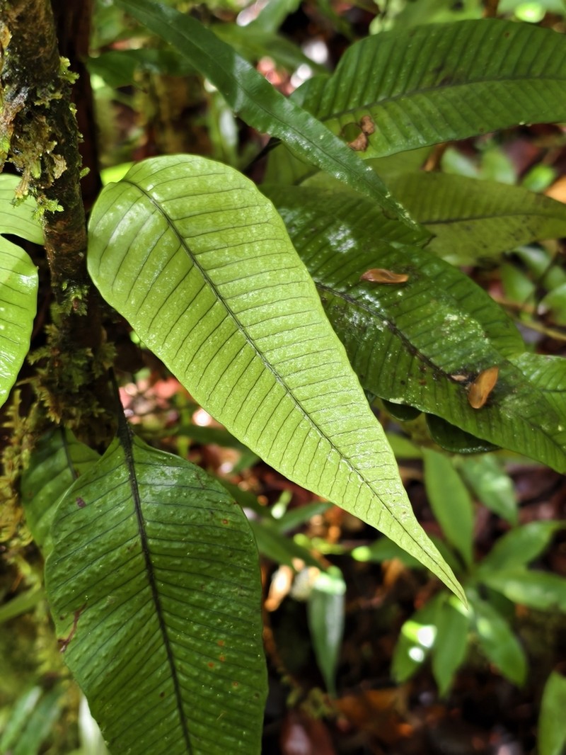 Selliguea albidopaleata