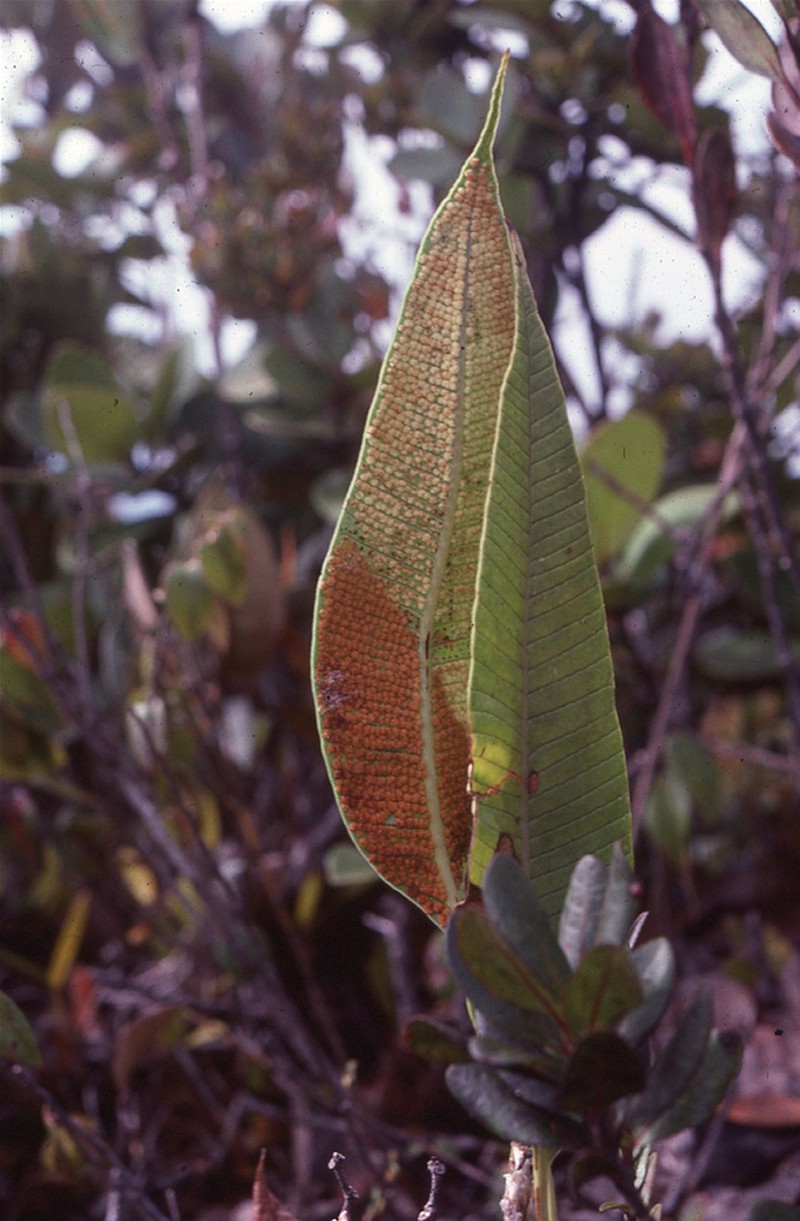 Selliguea albidopaleata photo 3