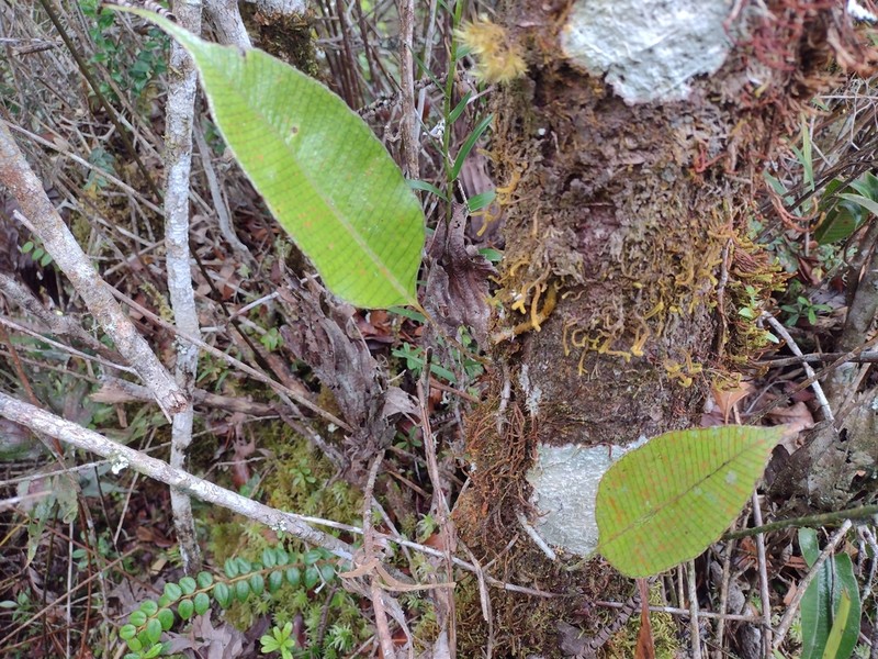 Selliguea albidopaleata photo 4