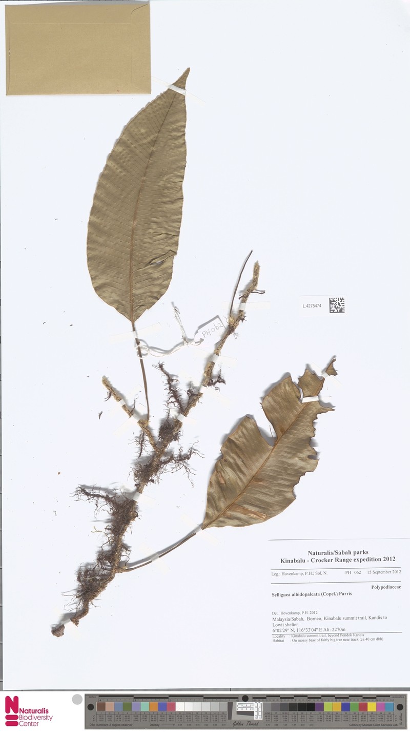 Selliguea albidopaleata photo 6