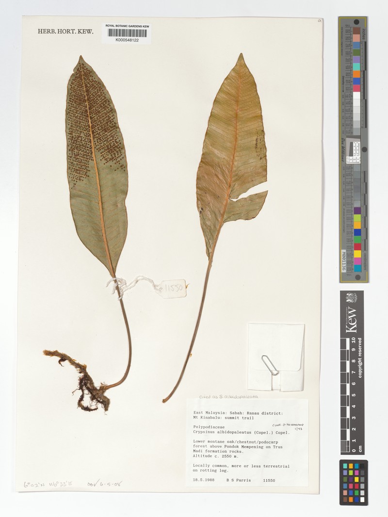 Selliguea albidopaleata photo 7