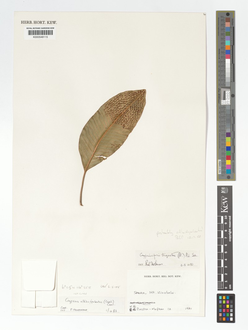 Selliguea albidopaleata photo 8