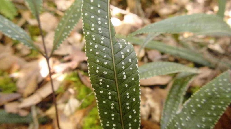 Selliguea albidosquamata