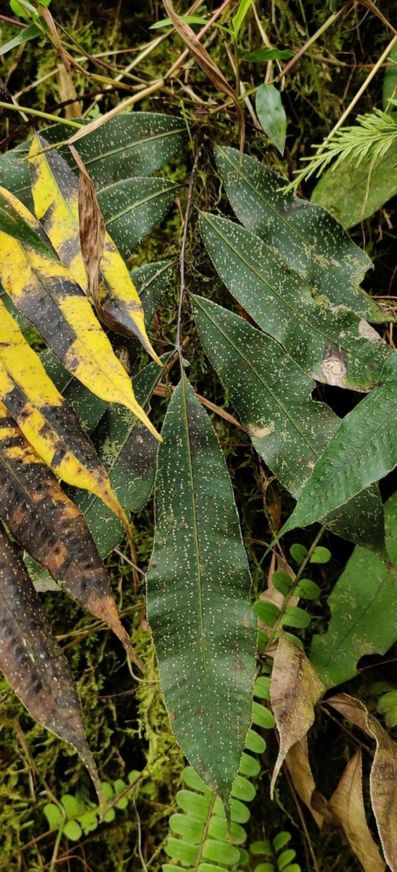 Selliguea albidosquamata photo 2