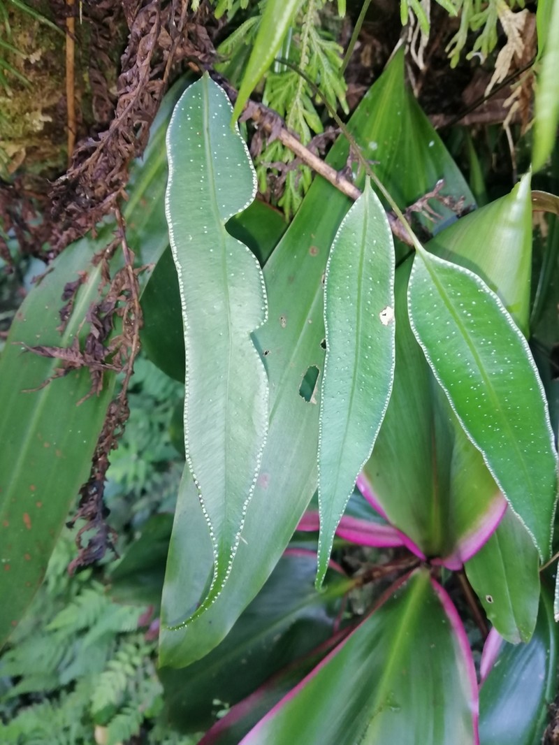 Selliguea albidosquamata photo 3