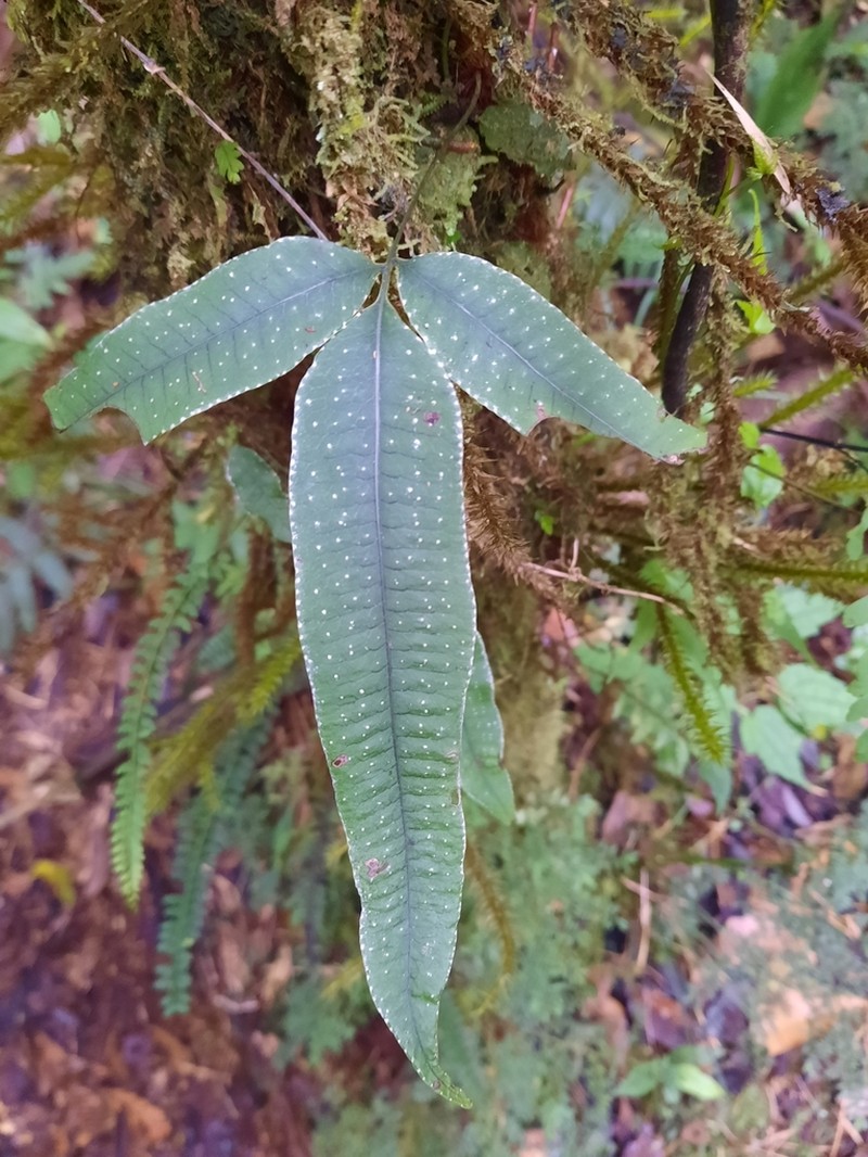 Selliguea albidosquamata photo 4