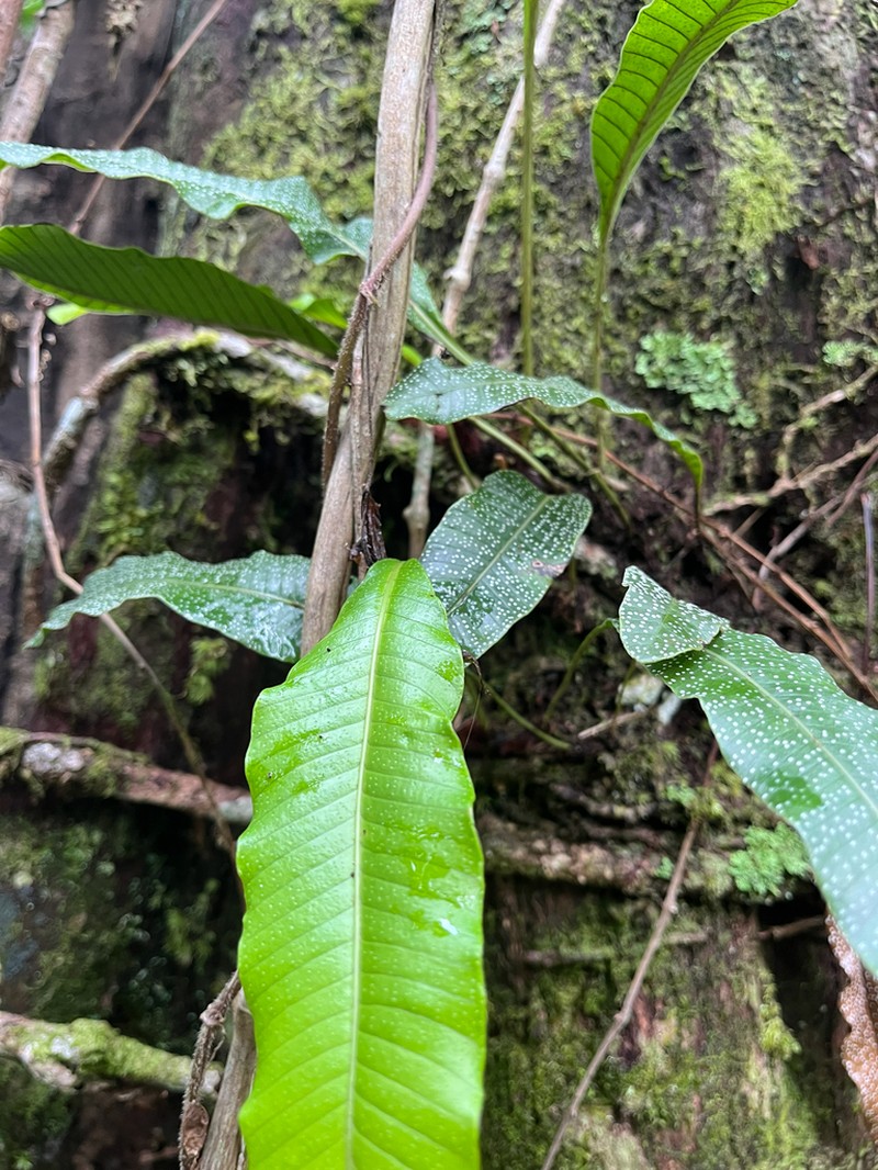 Selliguea albidosquamata photo 5