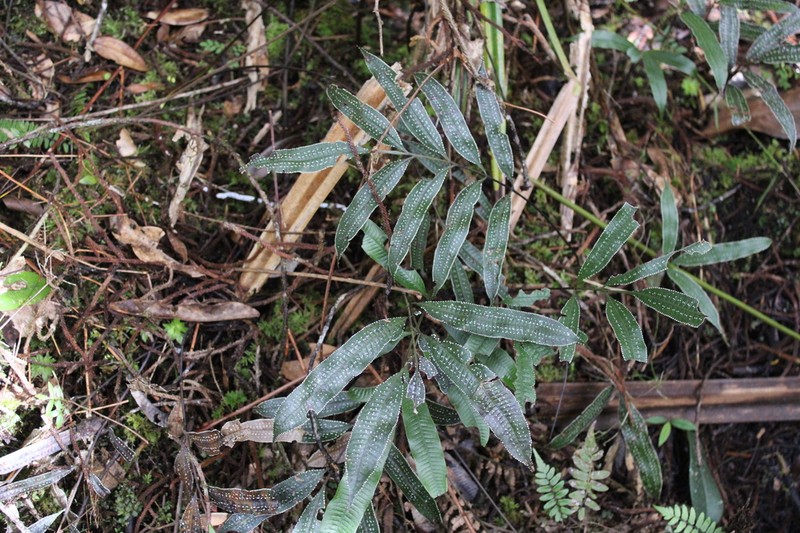 Selliguea albidosquamata photo 6