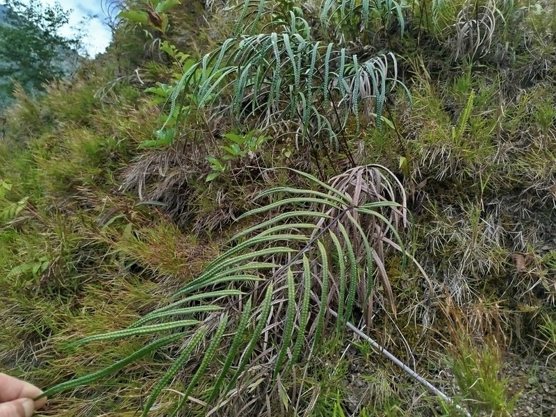 Selliguea albidosquamata photo 7