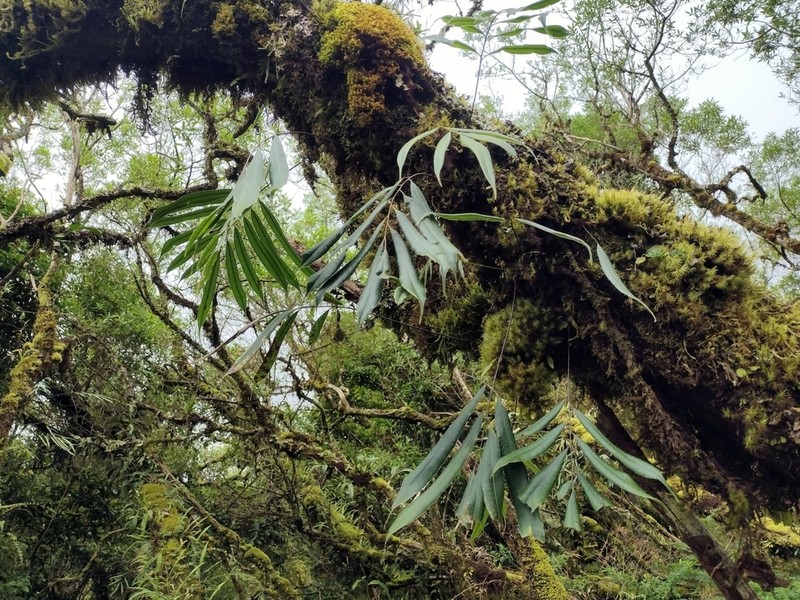 Selliguea albidosquamata photo 8