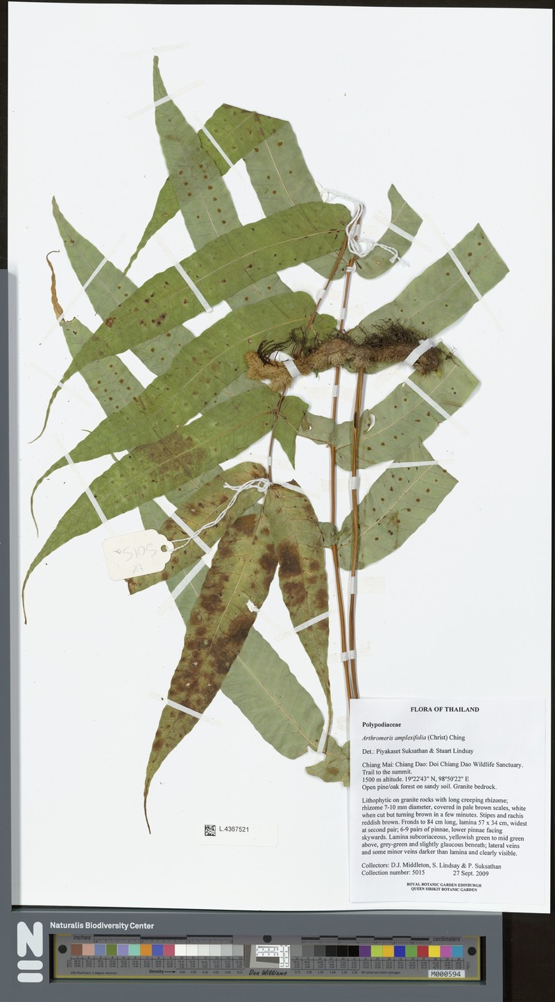 Selliguea amplexifolia