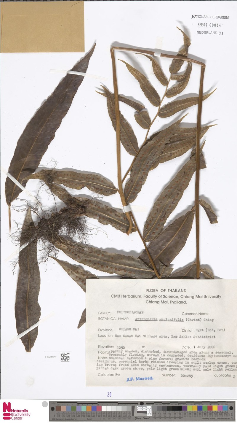 Selliguea amplexifolia photo 2