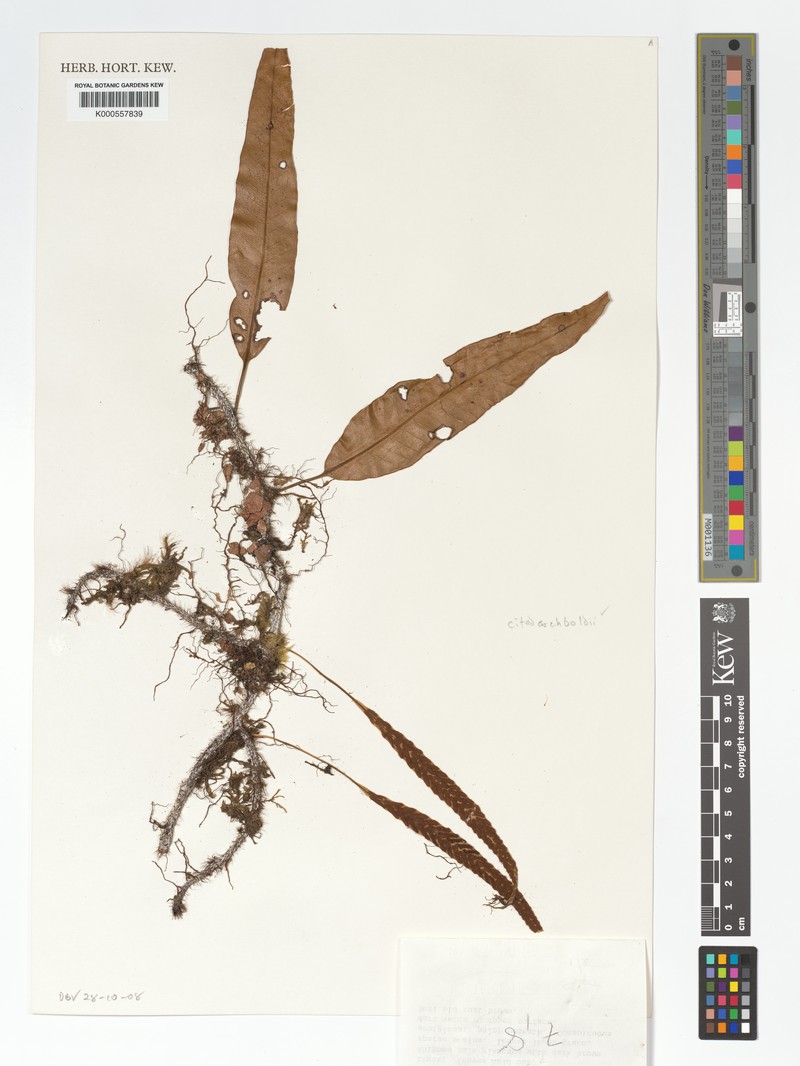 Selliguea archboldii