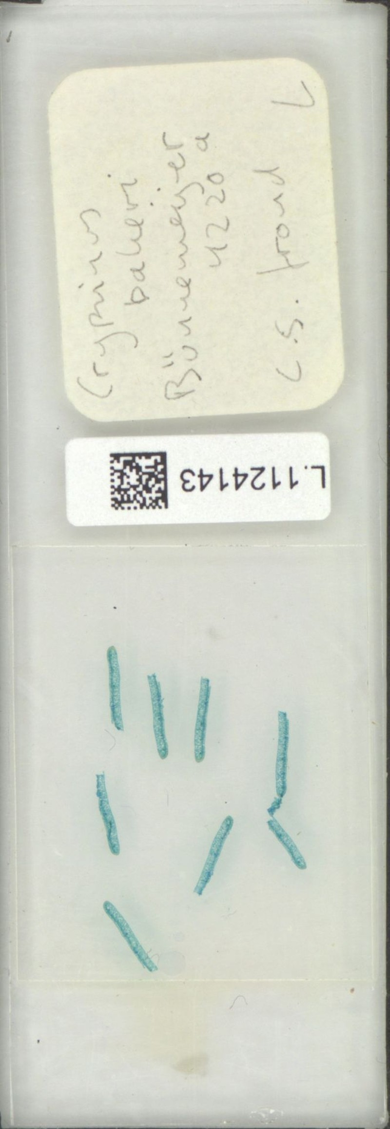 Selliguea bakeri