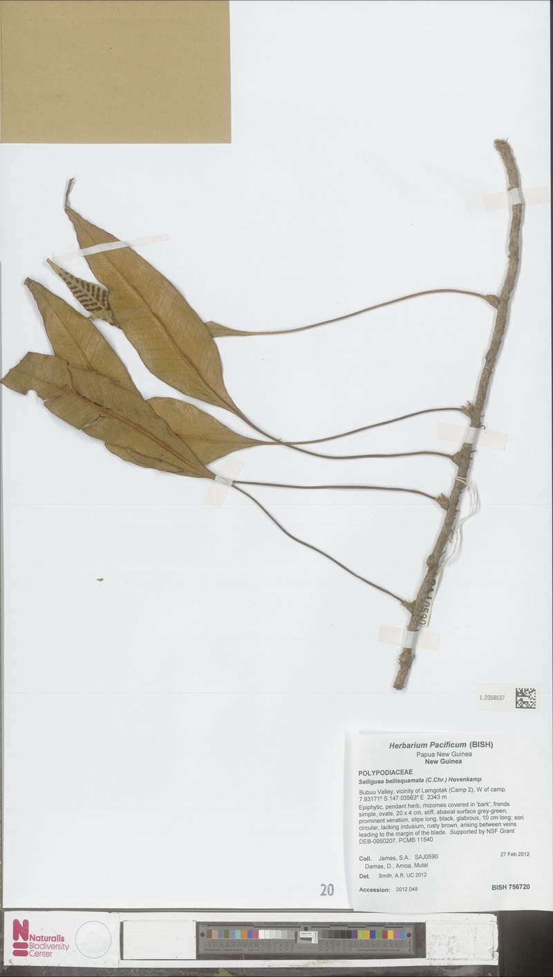 Selliguea bellisquamata