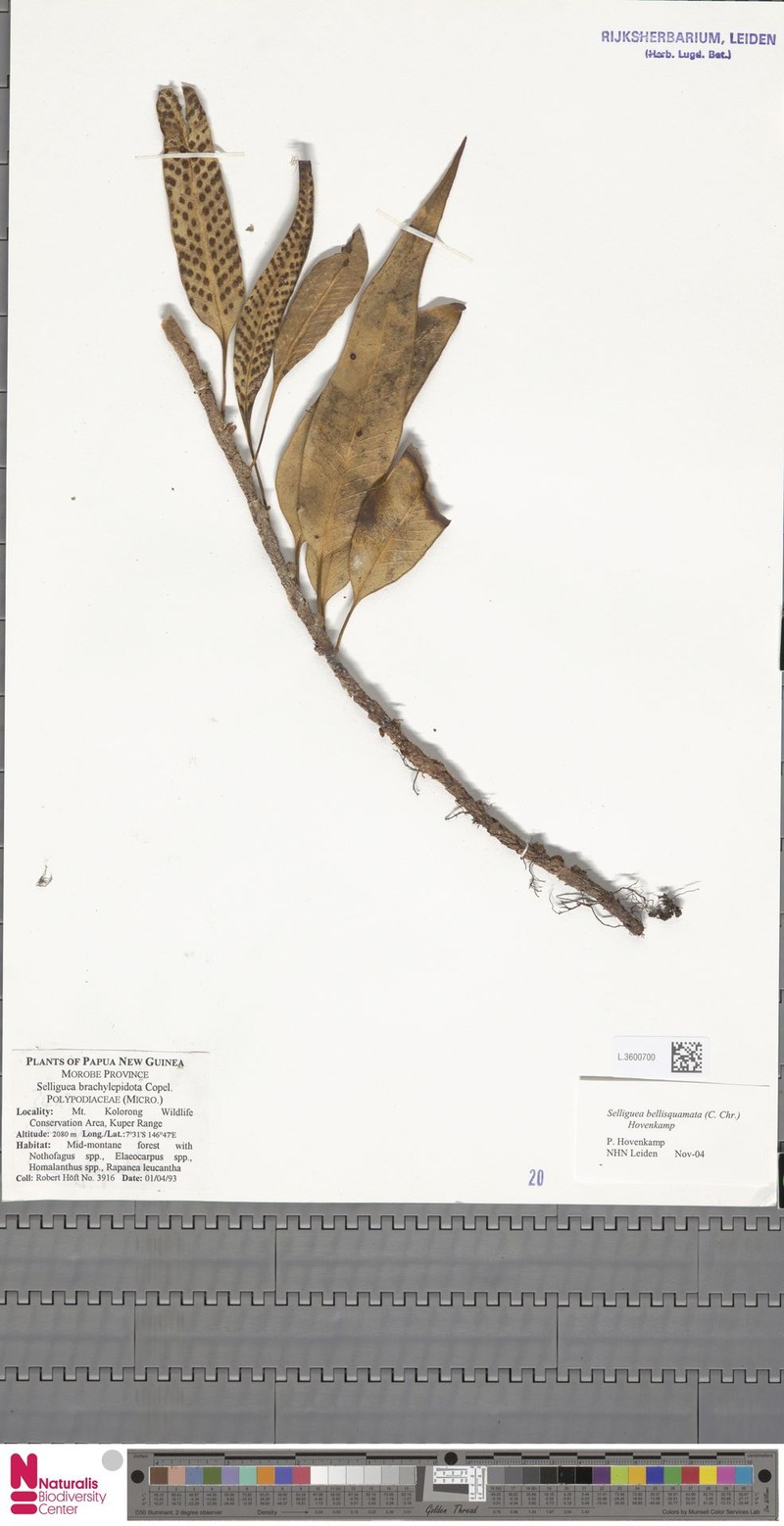 Selliguea bellisquamata photo 3