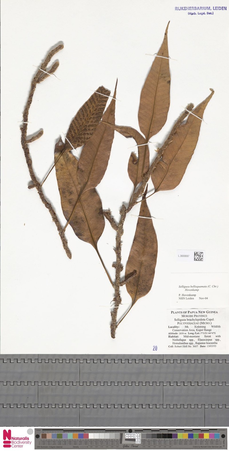 Selliguea bellisquamata photo 4
