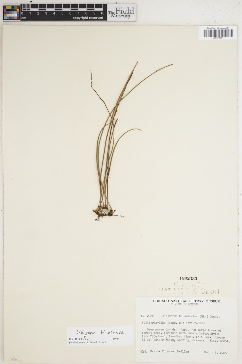 Selliguea bisulcata