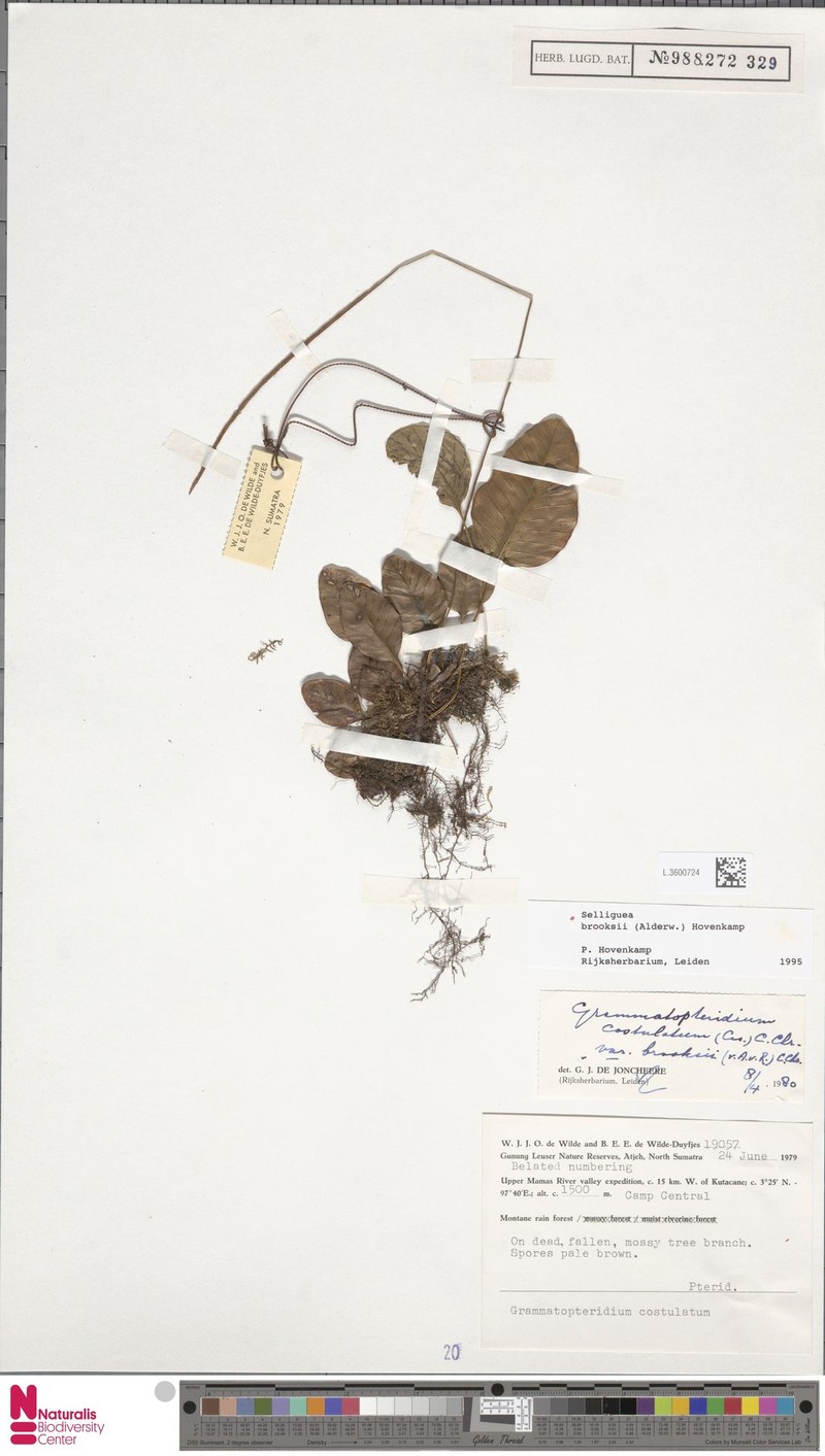 Selliguea brooksii