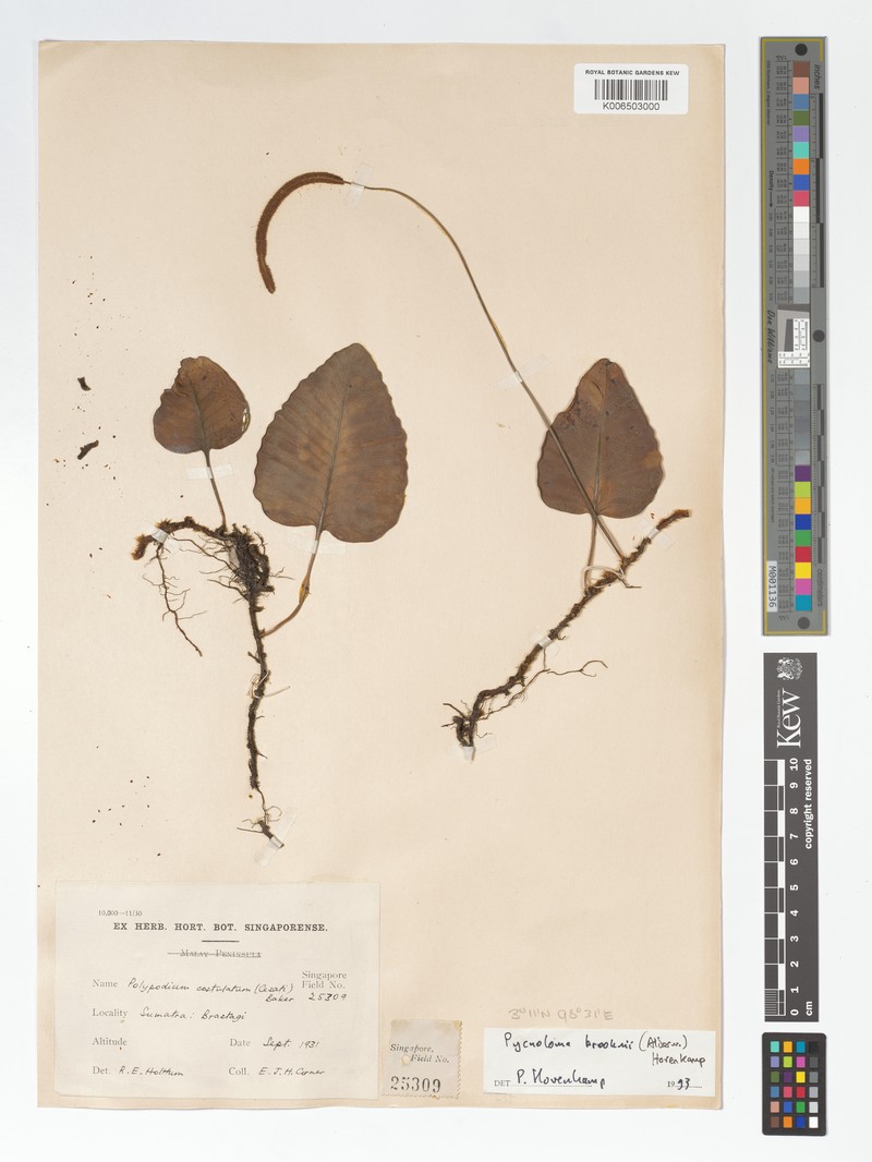 Selliguea brooksii photo 2