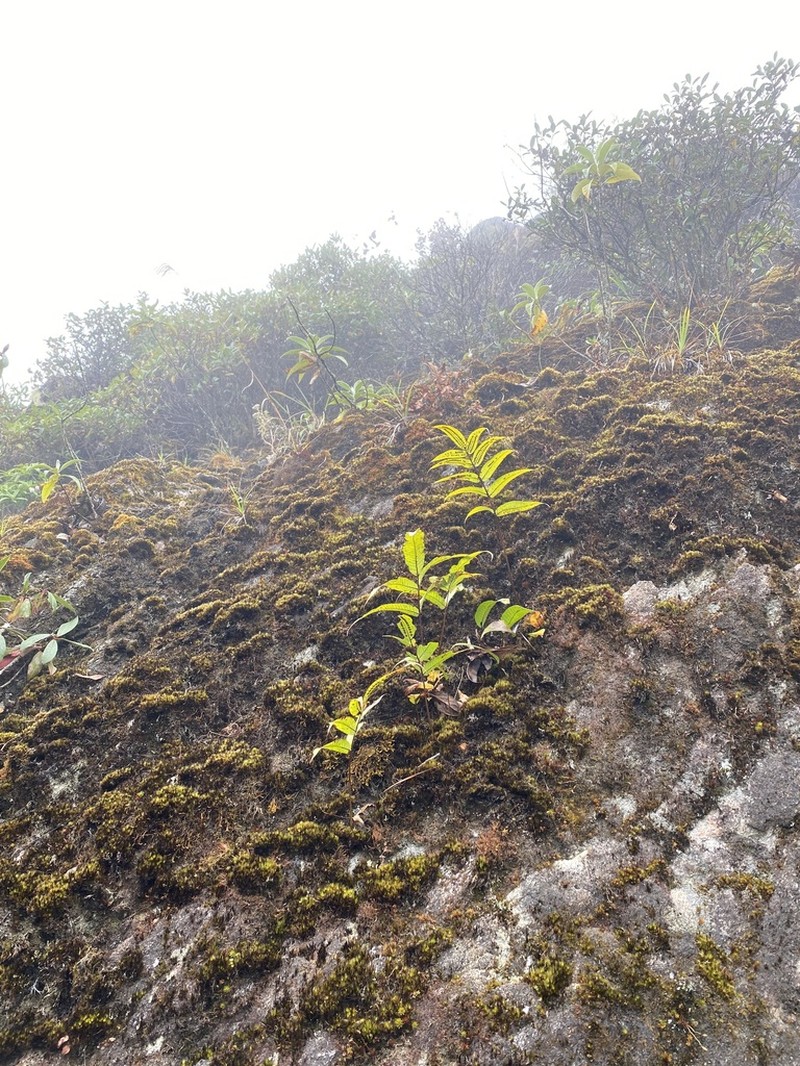 Selliguea capitellata photo 5