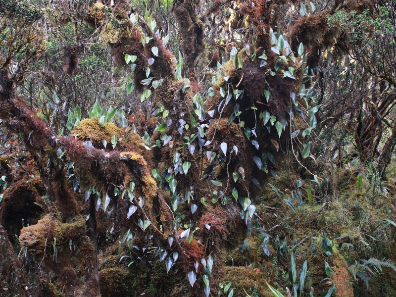 Selliguea caudiformis