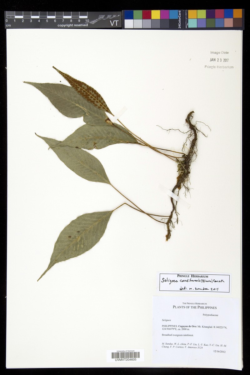 Selliguea caudiformis photo 2