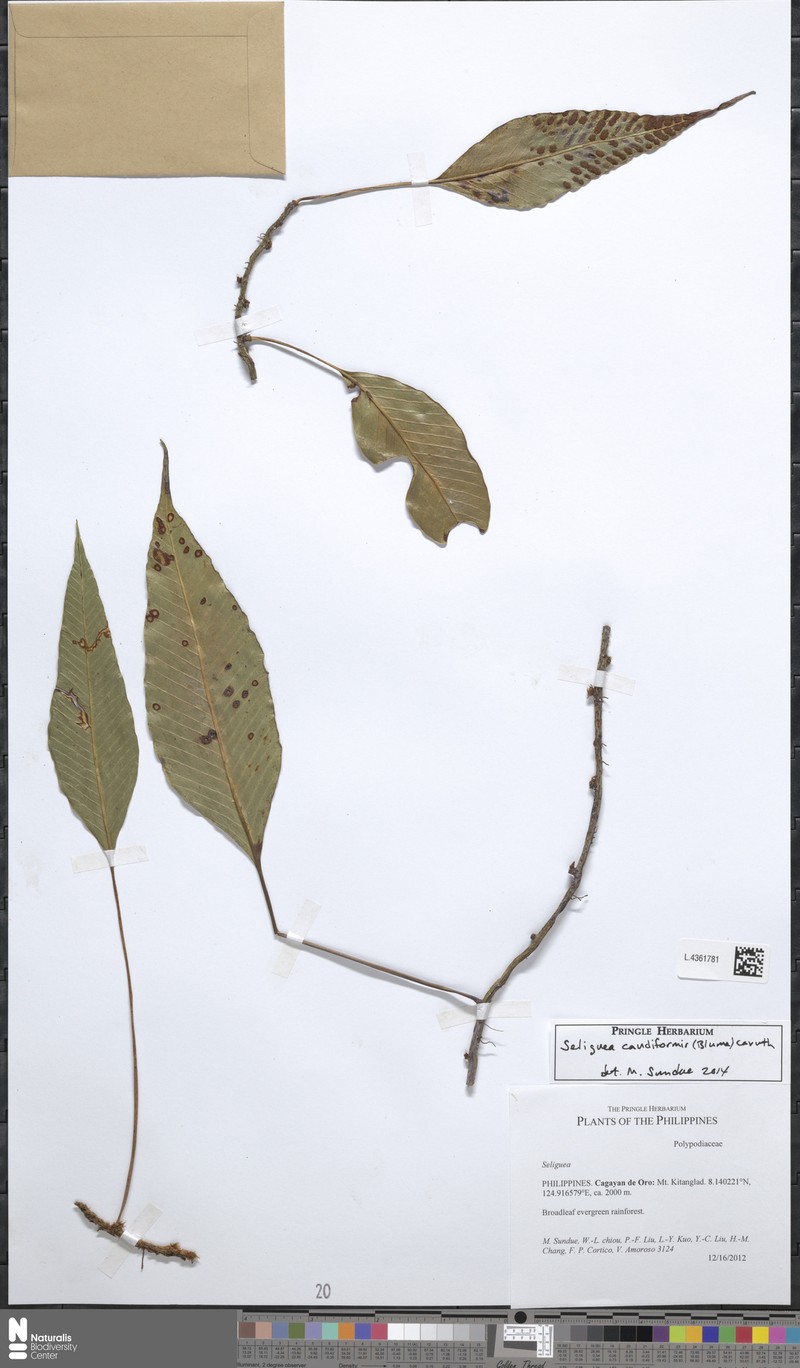 Selliguea caudiformis photo 3