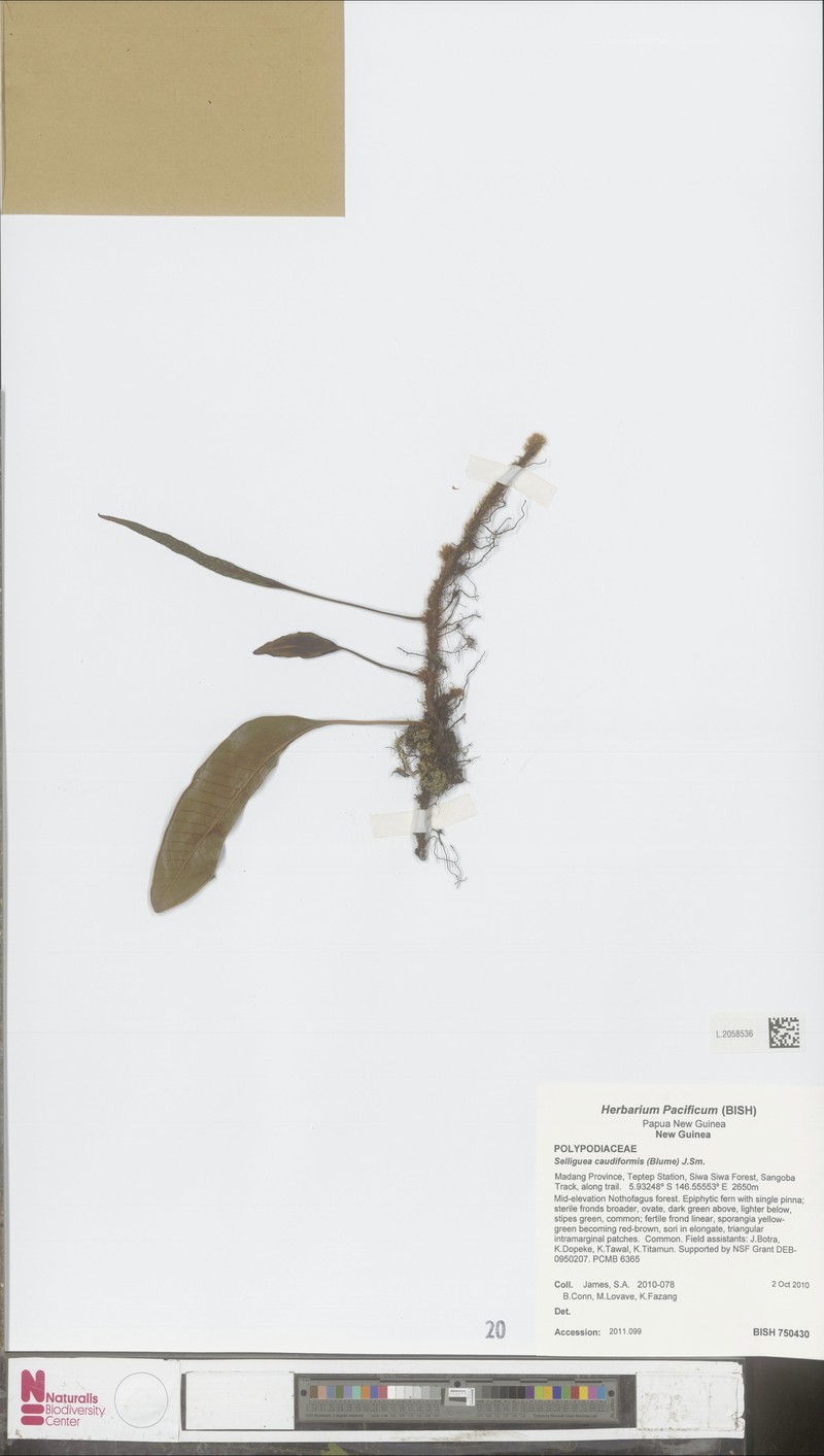 Selliguea caudiformis photo 4