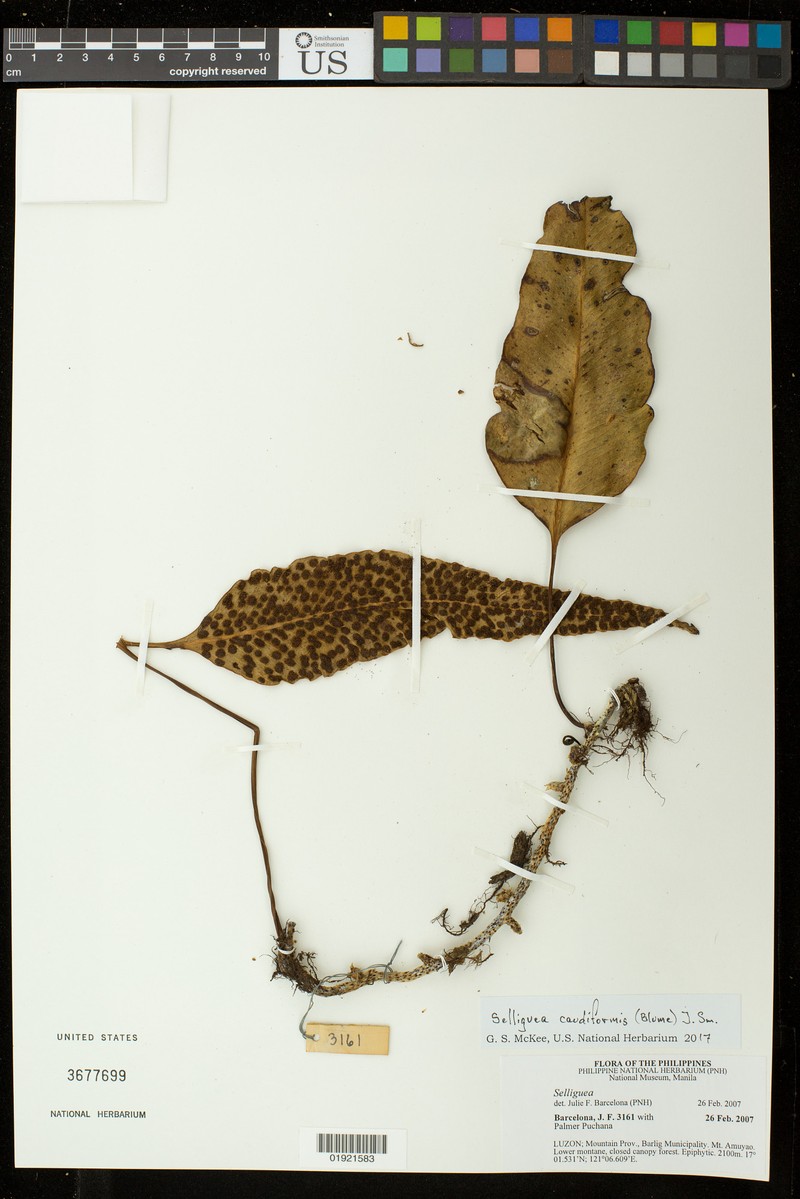 Selliguea caudiformis photo 5