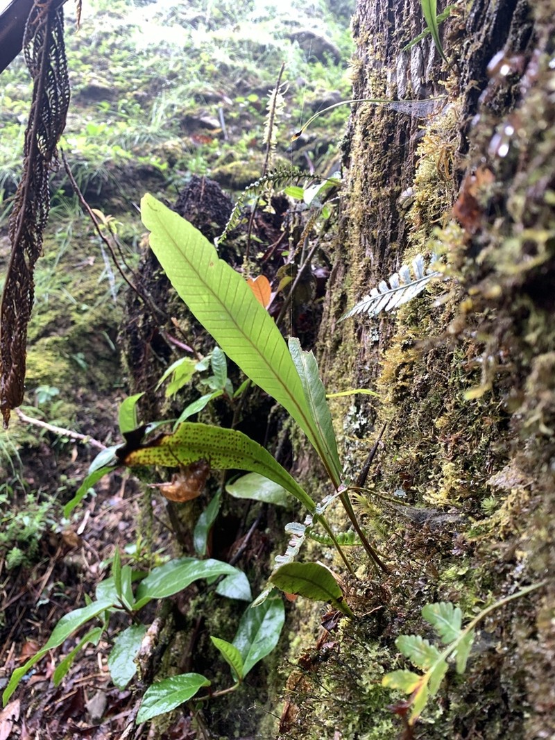 Selliguea ceratophylla
