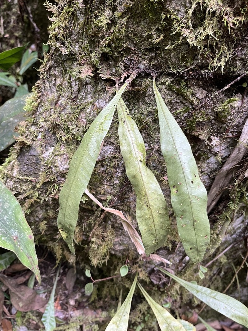 Selliguea ceratophylla photo 2