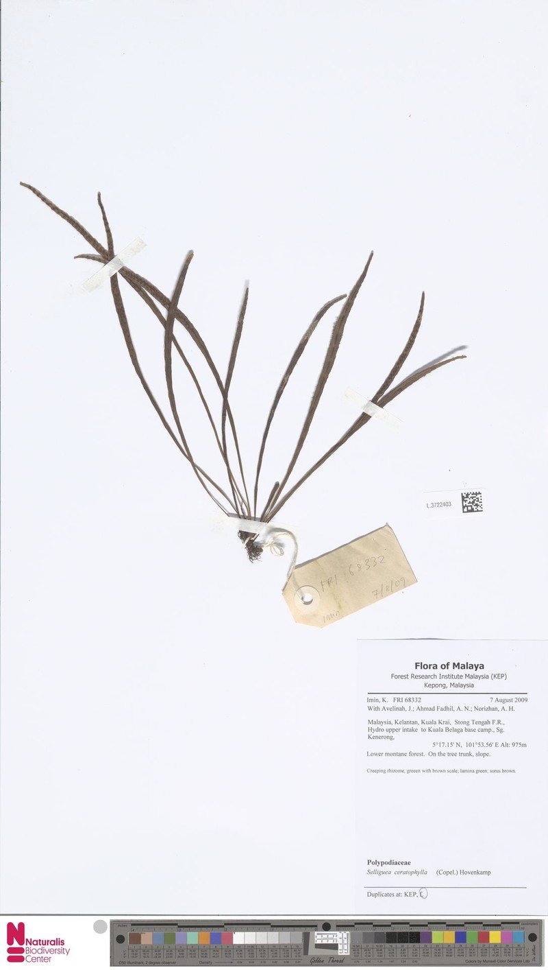 Selliguea ceratophylla photo 6