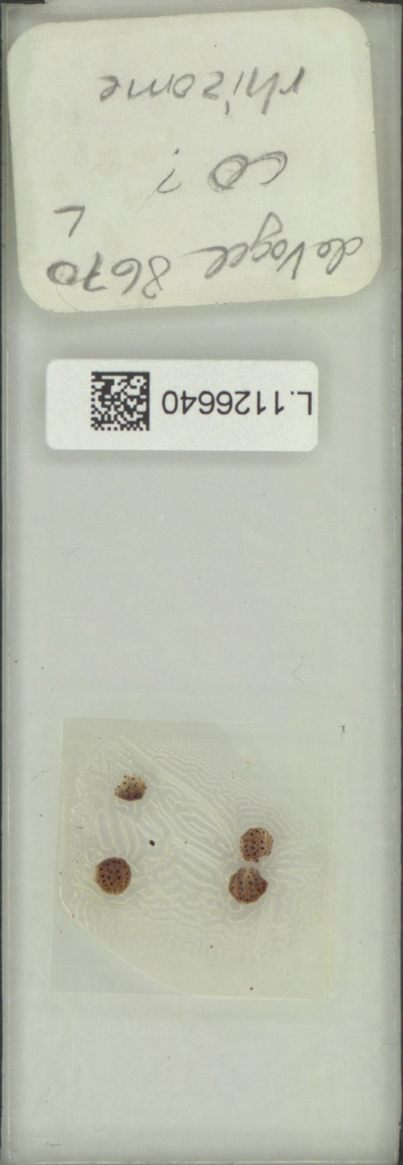 Selliguea cesatiana