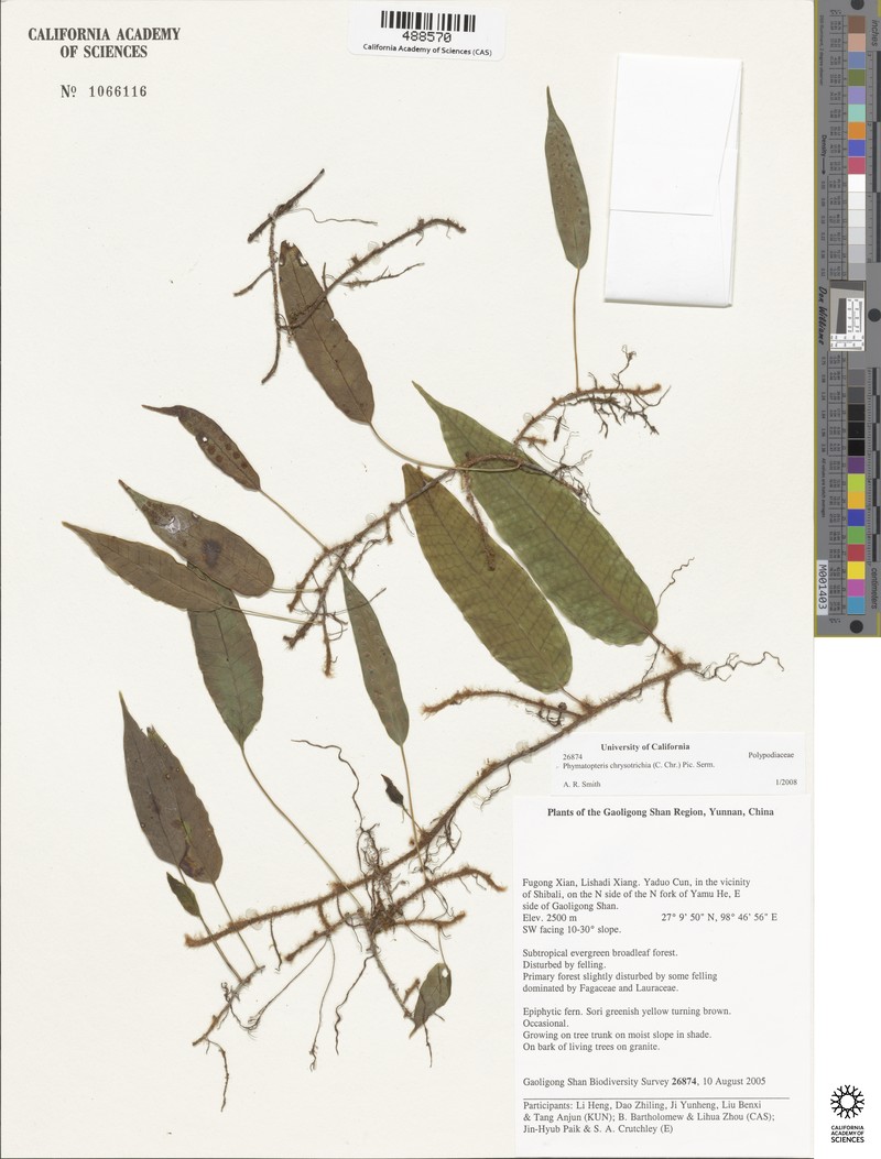 Selliguea chrysotricha photo 5