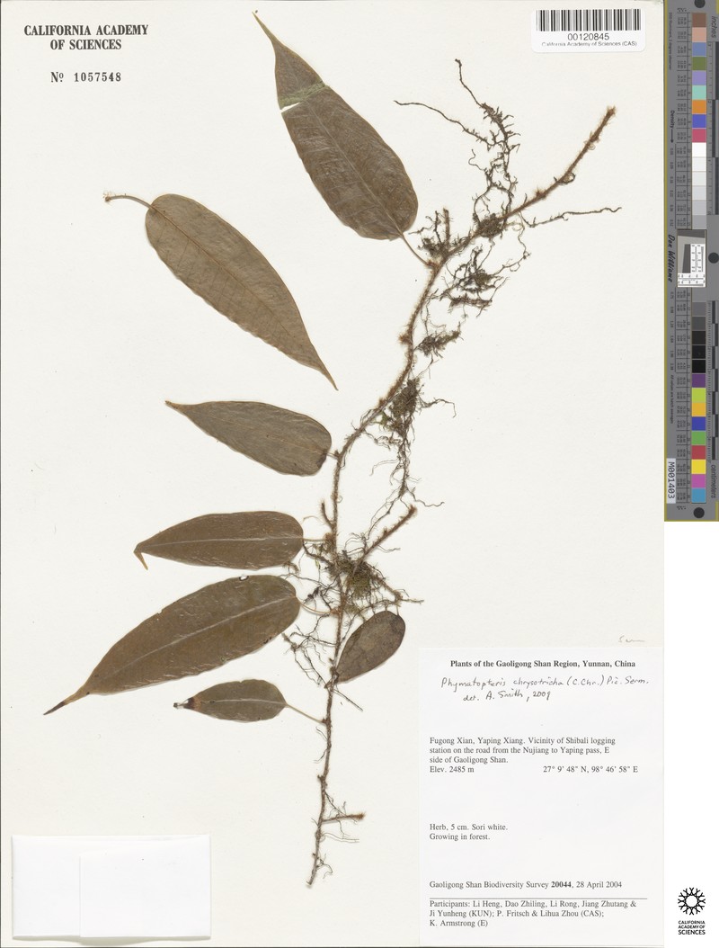 Selliguea chrysotricha photo 6