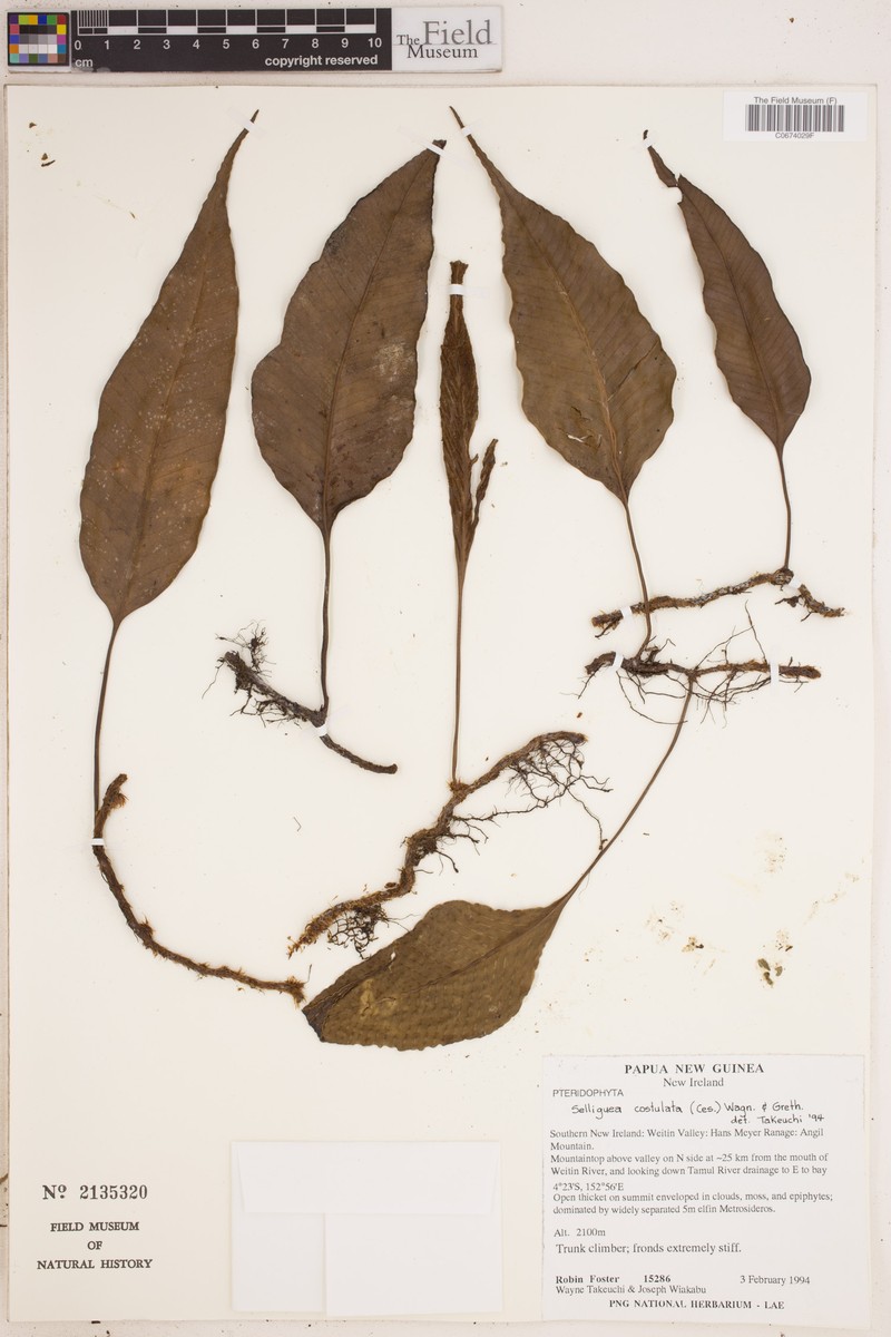 Selliguea costulata