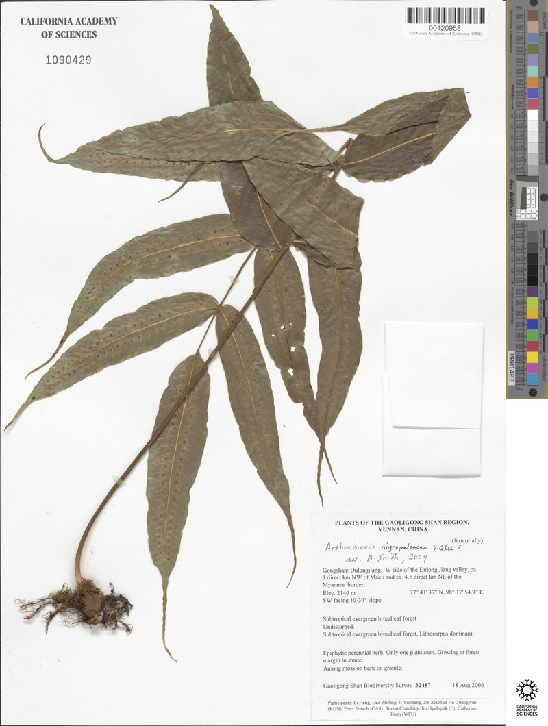 Selliguea crassirhizoma