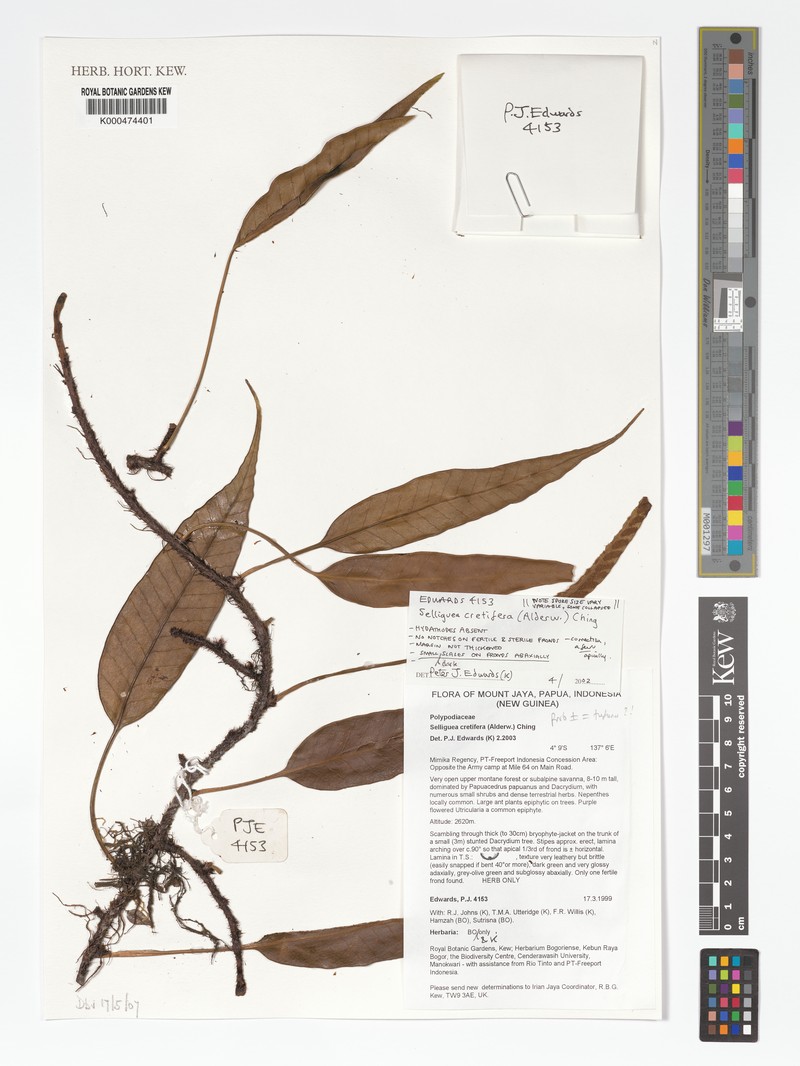 Selliguea cretifera