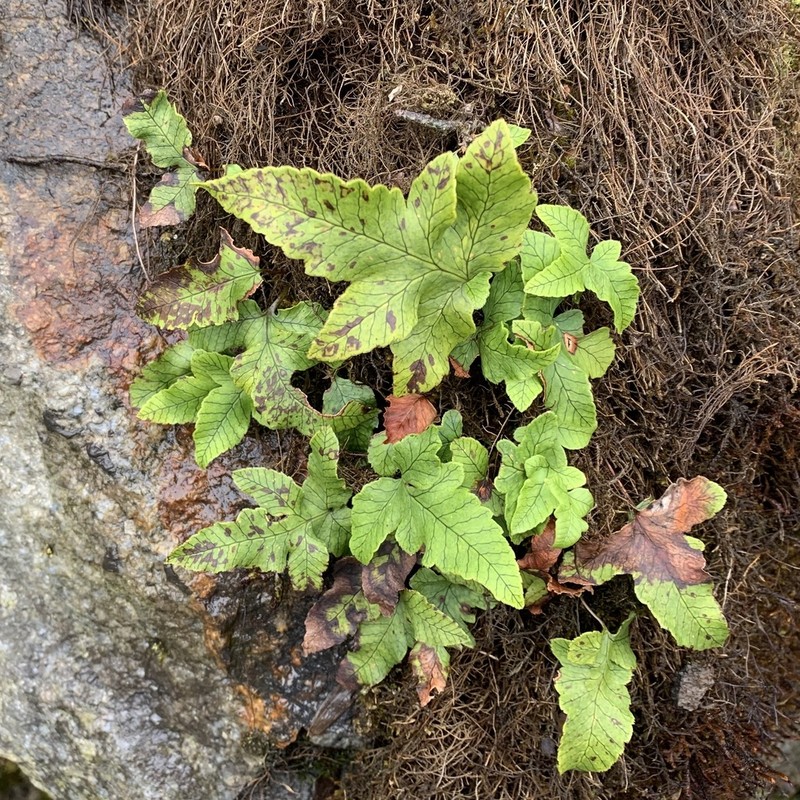 Selliguea cruciformis
