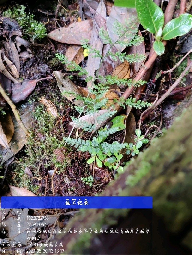 Selliguea dareiformis