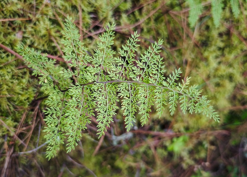 Selliguea dareiformis photo 2