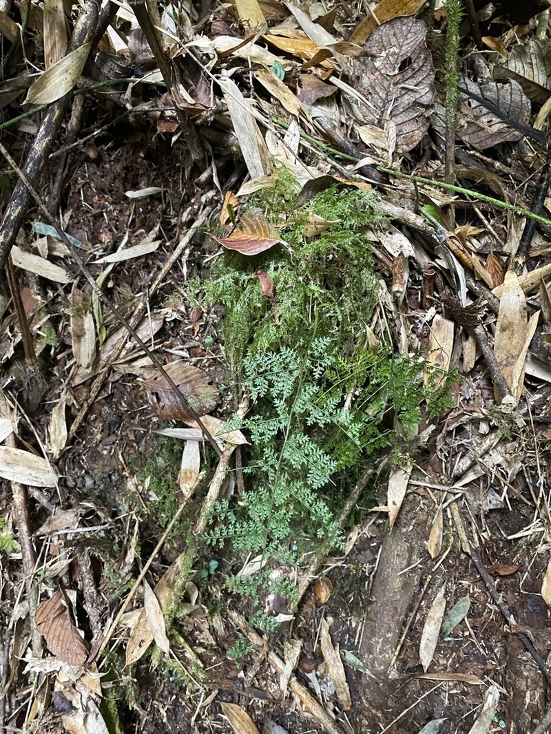 Selliguea dareiformis photo 3