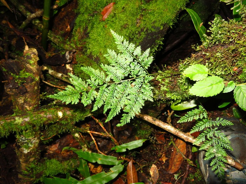Selliguea dareiformis photo 4